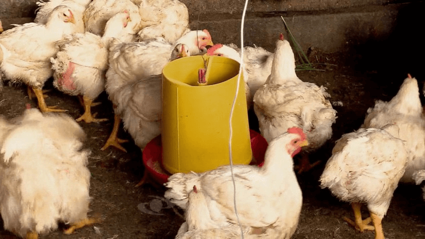 Criar pollos de engorde